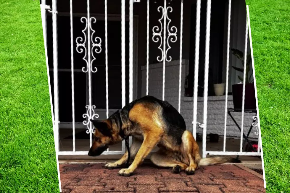 The Elusive German Shepherd Who Has Captured Hearts in Sierra Vista